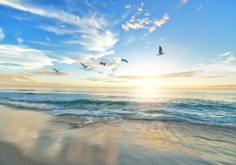 beach sand water seagulls things to do