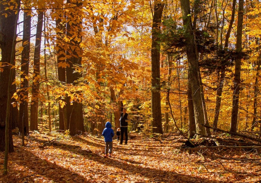 Fall Foliage Hikes