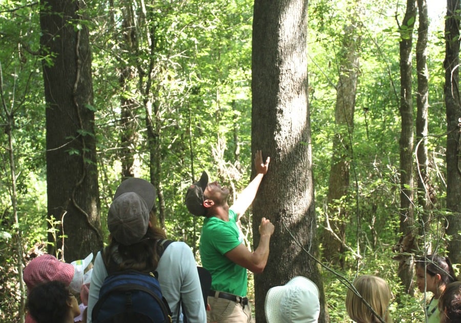 Forestival, Studio in the Woods