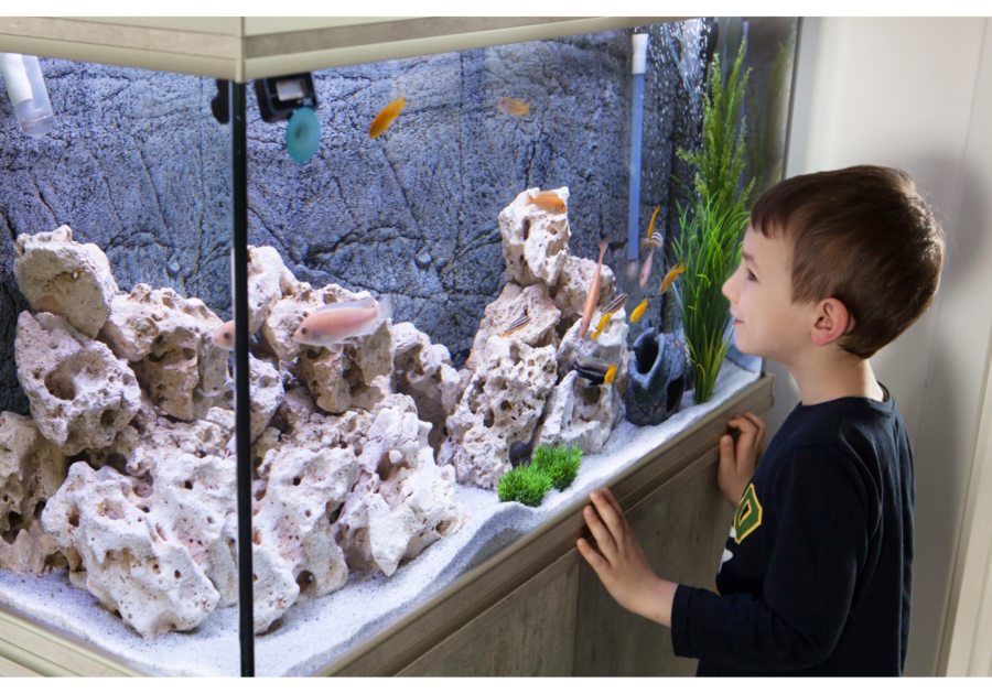 Child viewing a a fish tank