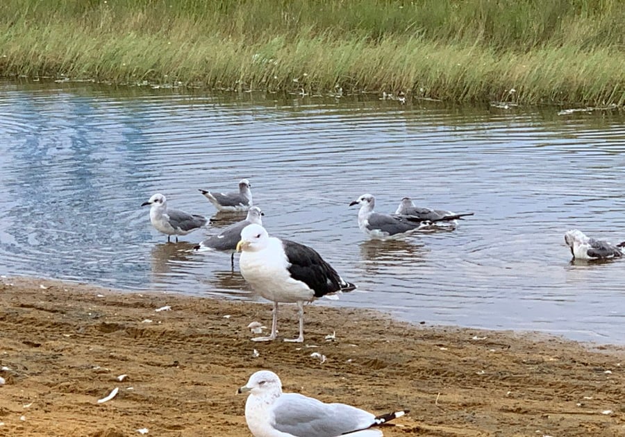 Giant Seagull