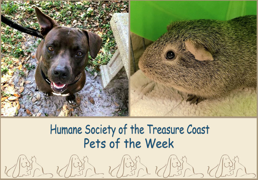 HSTC Macaroni Pets of the Week Mandy and Blarney McDoodles