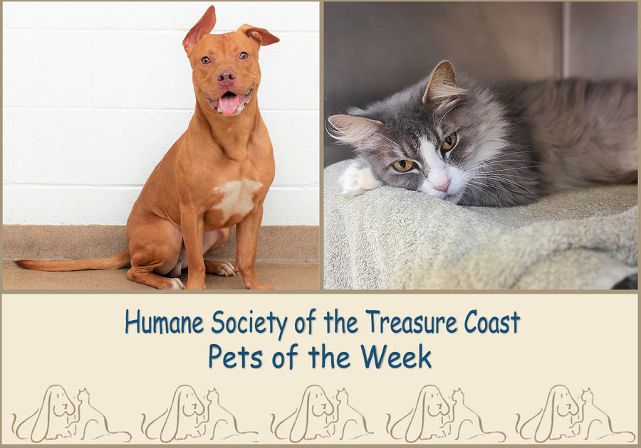 HSTC Macaroni Pets of the Week Cappy and Q-Tip