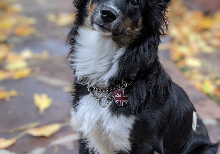 Dog sitting with fall leaves