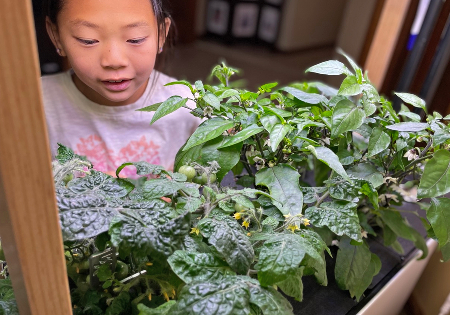 Rise Gardens - Hydroponic gardening with families