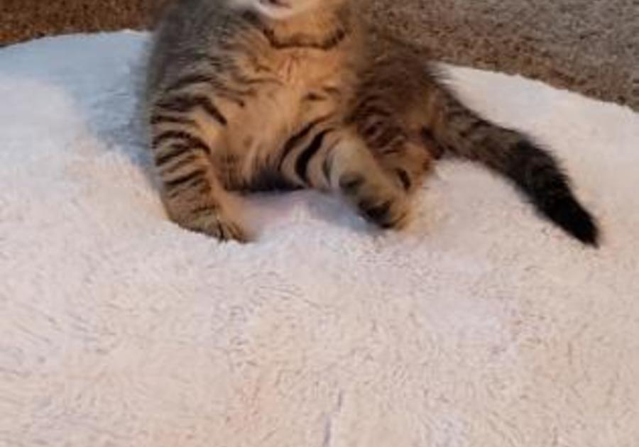 kitten for adoption at the Center for Animal Health and Welfare Easton, PA July 2019