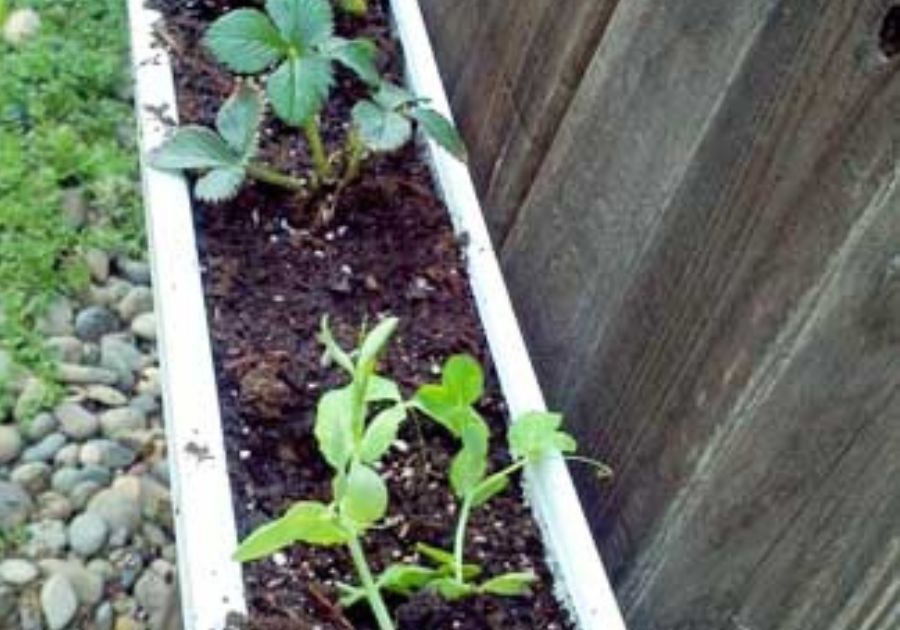 Garden planted in a gutte