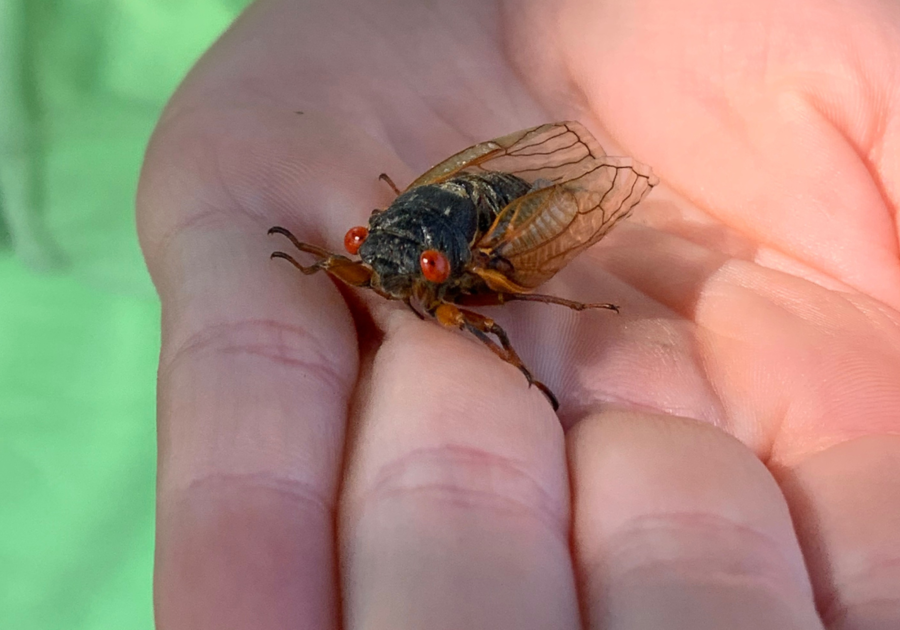 Cicada Summer 2024