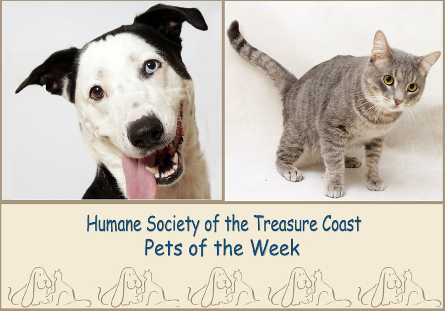 HSTC Macaroni Pets of the Week, 4/30/21, Neka and Jaws
