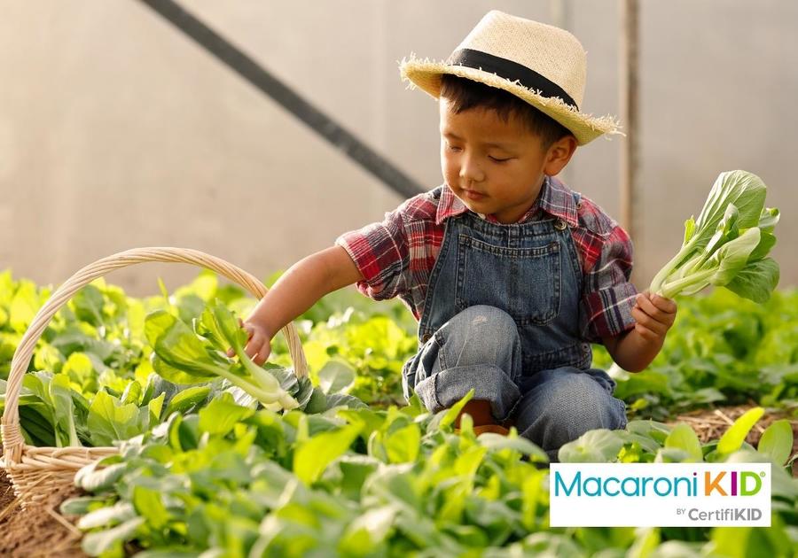 Little Boy Picking Vegetables in the Greenhouse