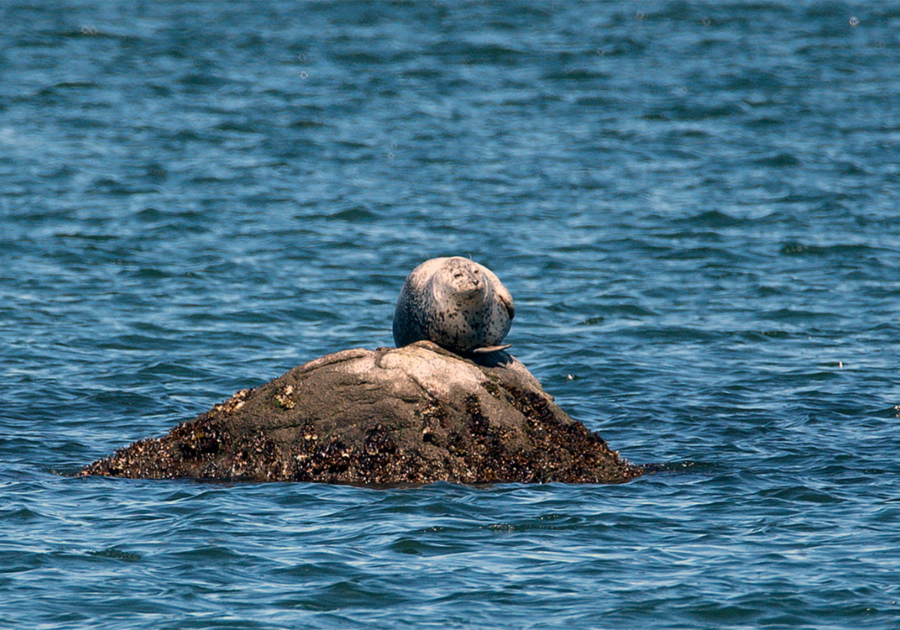 Seal Spotting Cruises