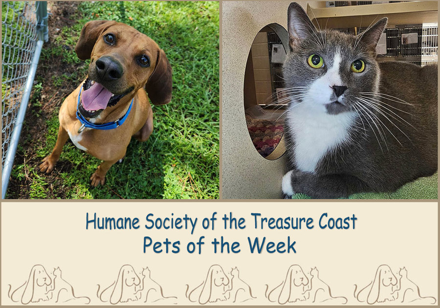 HSTC Macaroni Pets of the Week, Lincoln and Max