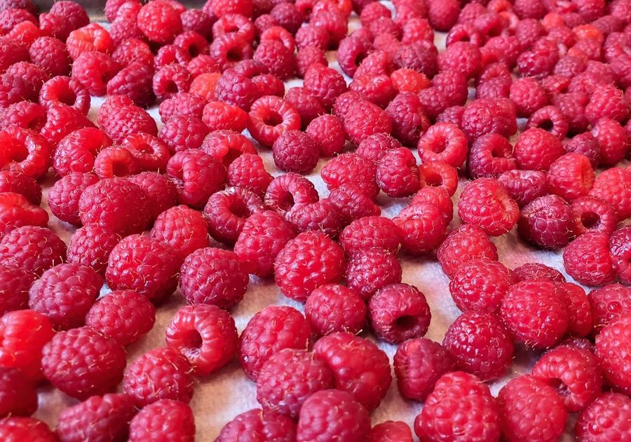 U-Pick Raspberries at Apple Hills in Binghamton NY