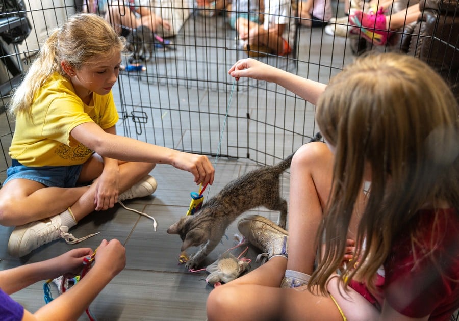 BVSPCA Critter Camp campers and a cat