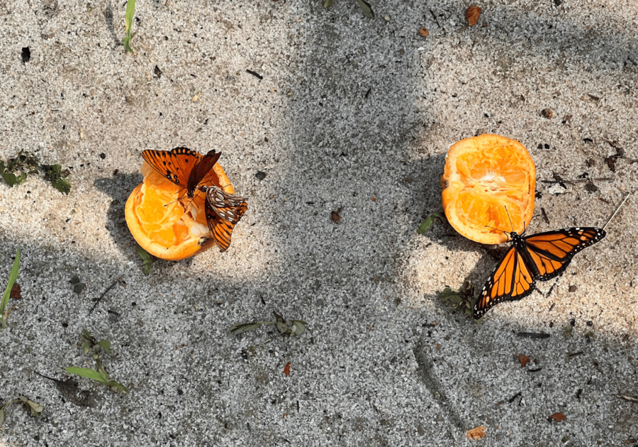 Butterflies drinking orange juice at Smith Gilbert Gardens