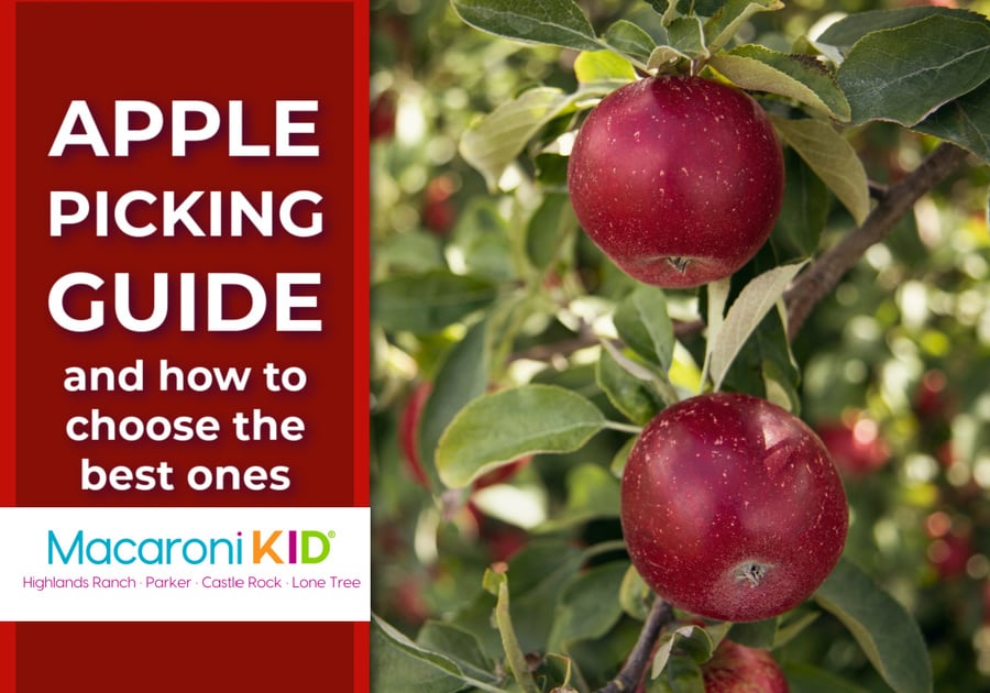 two apples growing on a tree with text that reads Apple Picking Guide and How to Choose the Best Ones