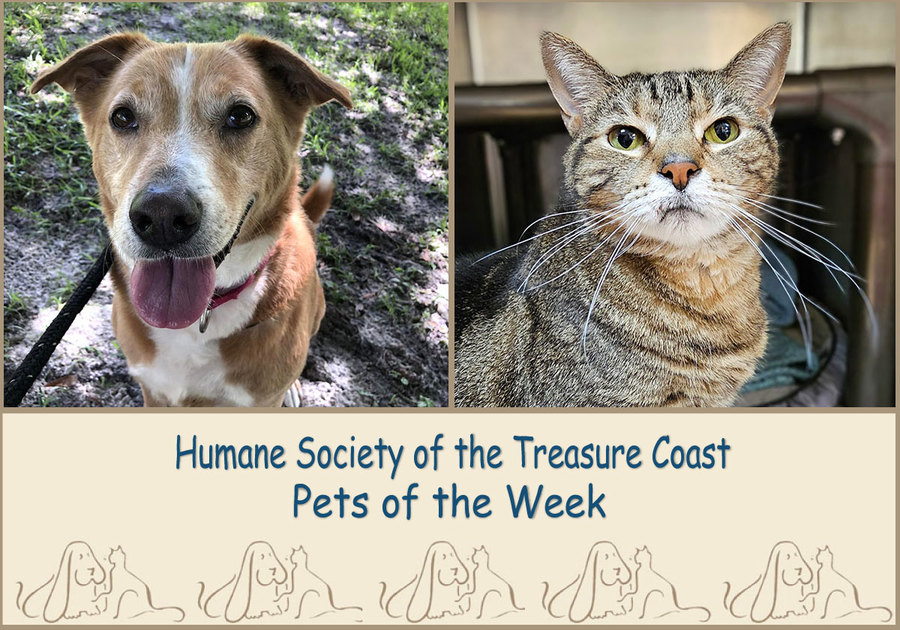 Maverick, a reddish brown dog, and Tanzi a greyish brown tabby cat