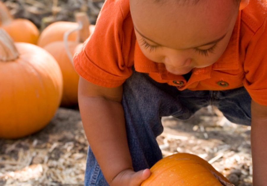 Child at pumpkin patch