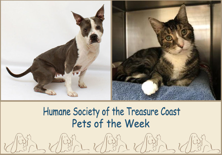 HSTC Macaroni Pets of the Week Skyy and Beans