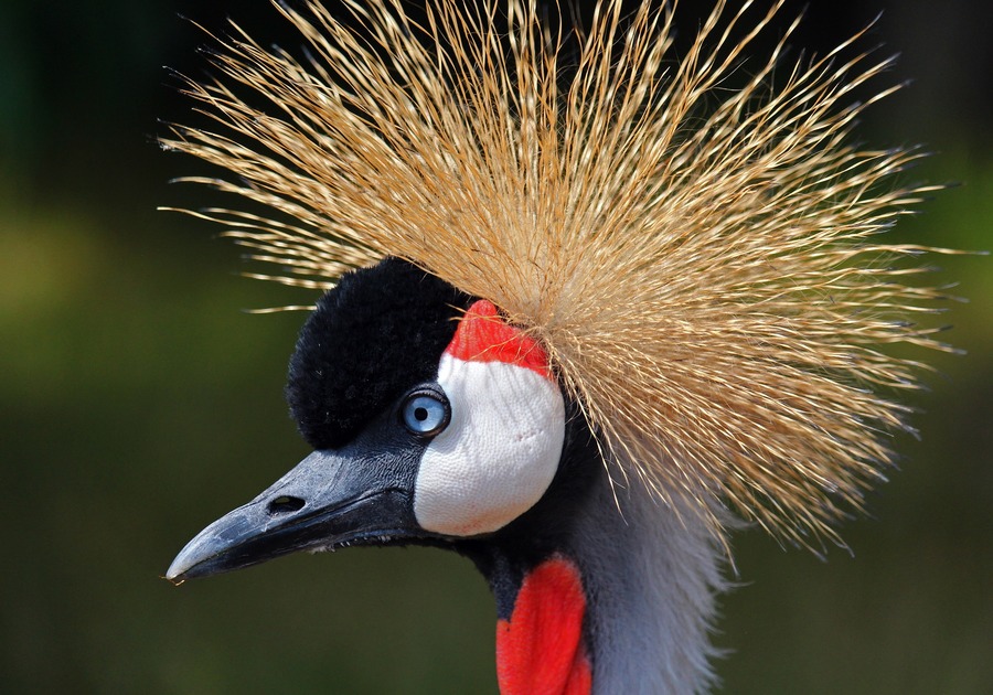 Crane at the Zoo