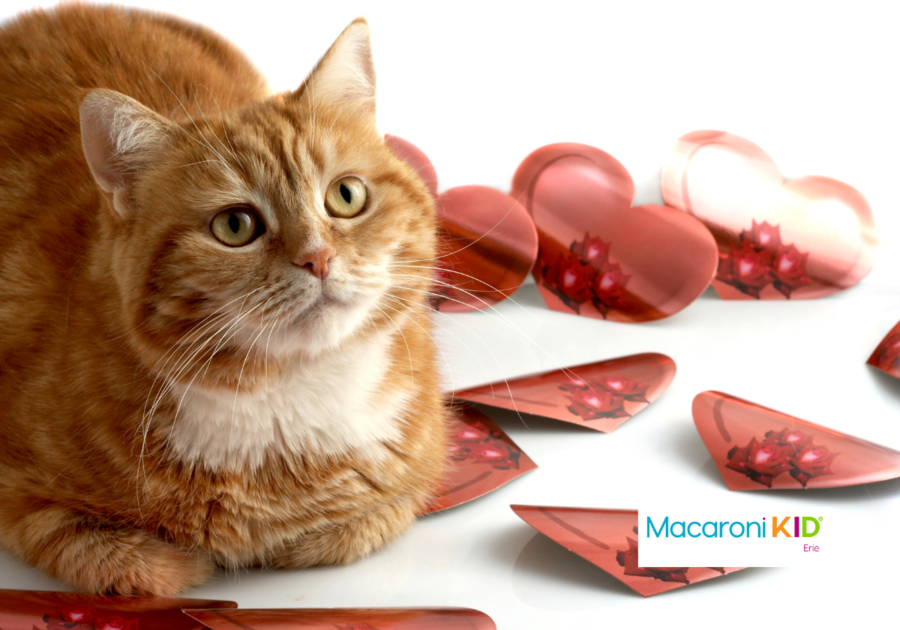 Red cat and hearts