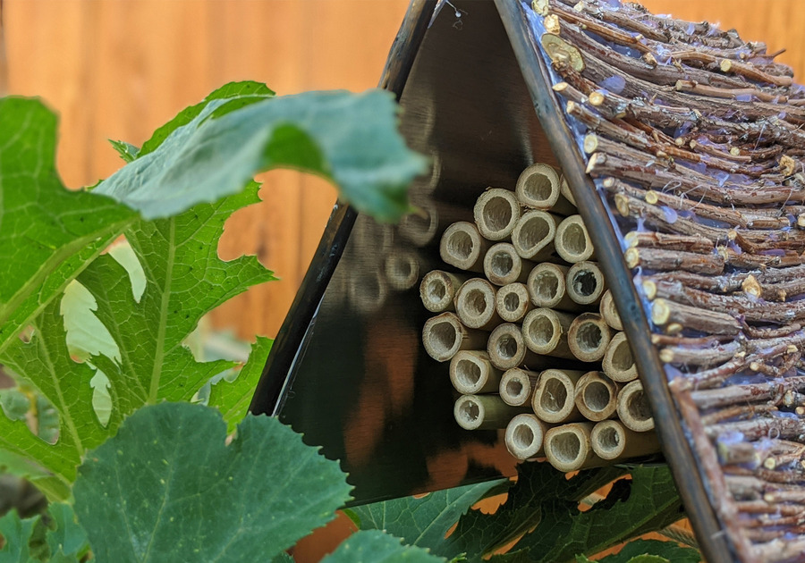 bee hotel, insect farm