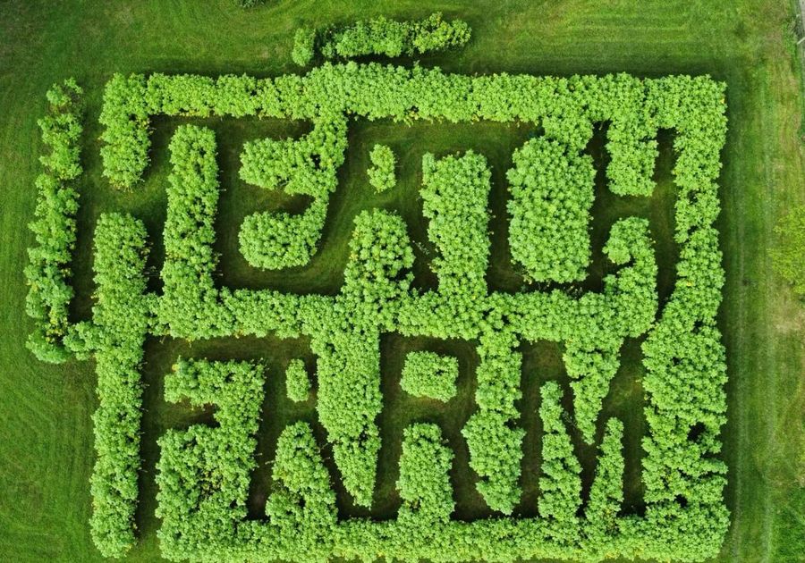 Heath Farm Sunflower Maze Waverly NY