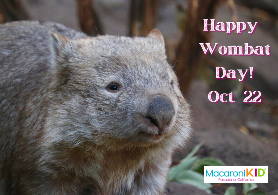 Wombat Header 