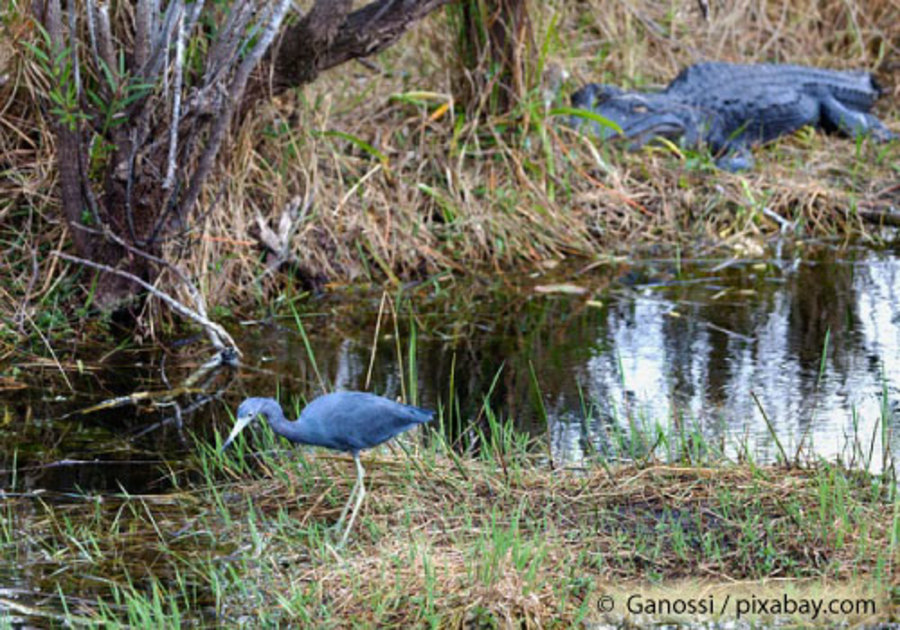 Swamp showing bird and alligator