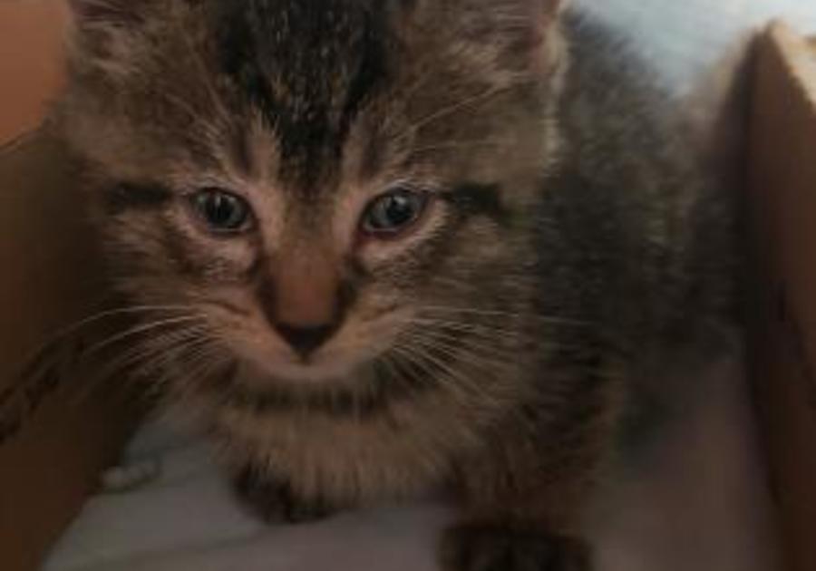 Center for Animal Health and Welfare Easton PA kitten adoption August 2019