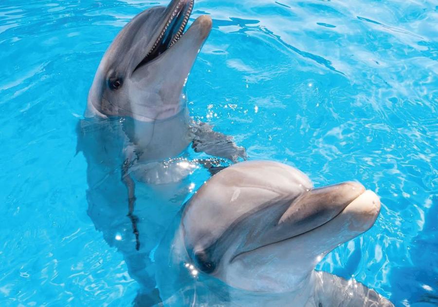 two dolphins with heads bobbing over the water