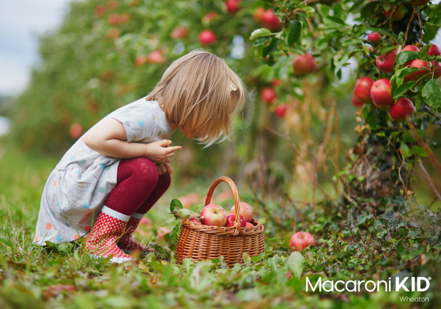 Apple Picking