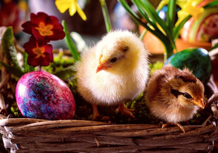 Easter Chicks and Easter egg