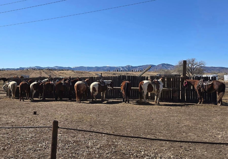 horses lined up at Sagebrush Stables