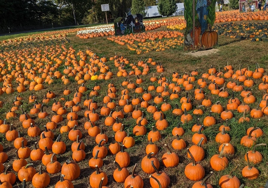 Pumpkin Picking