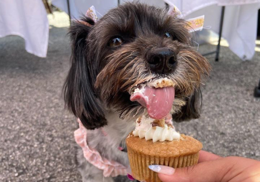 Dog Bakery Cakes Cupcakes Donuts Cookies