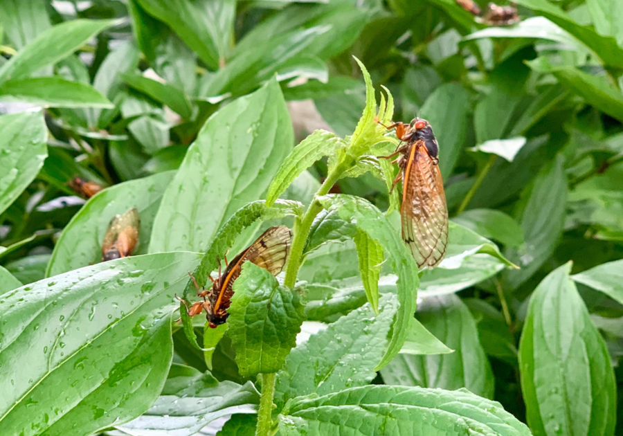 Cicada Summer 2024 in Wheaton, IL