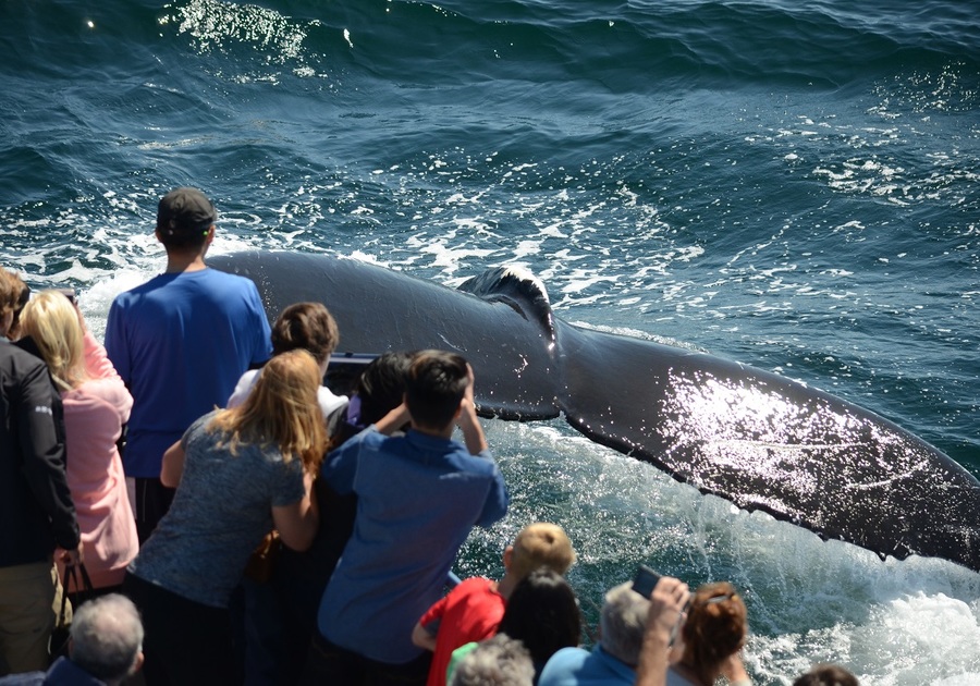 Whale tail in ocean people watching