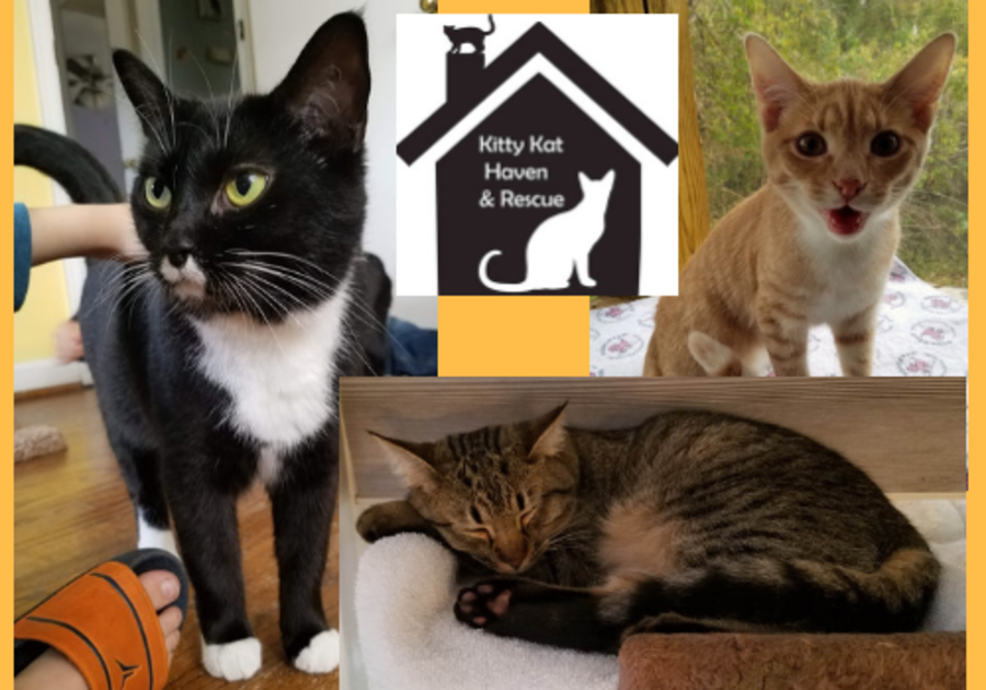 ulæselig hverdagskost Forvirrede Featured Adoptable Kitties from Kitty Kat Haven & Rescue in Hoover, AL |  Macaroni KID South Birmingham
