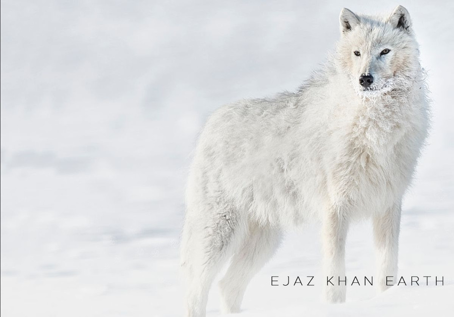 Photo Exhibition in NYC to Benefit Wolves