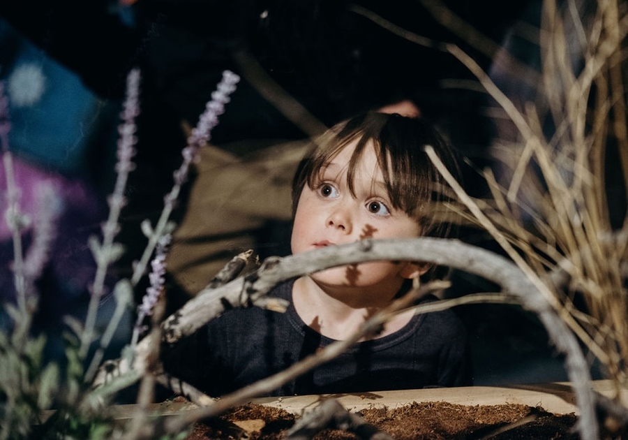 Butterfly Pavillion - Allison Dobbs Photography