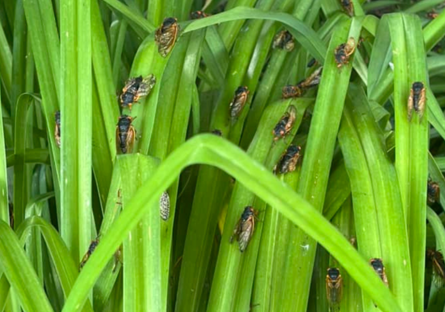 Cicada Summer 2024 in Wheaton, IL