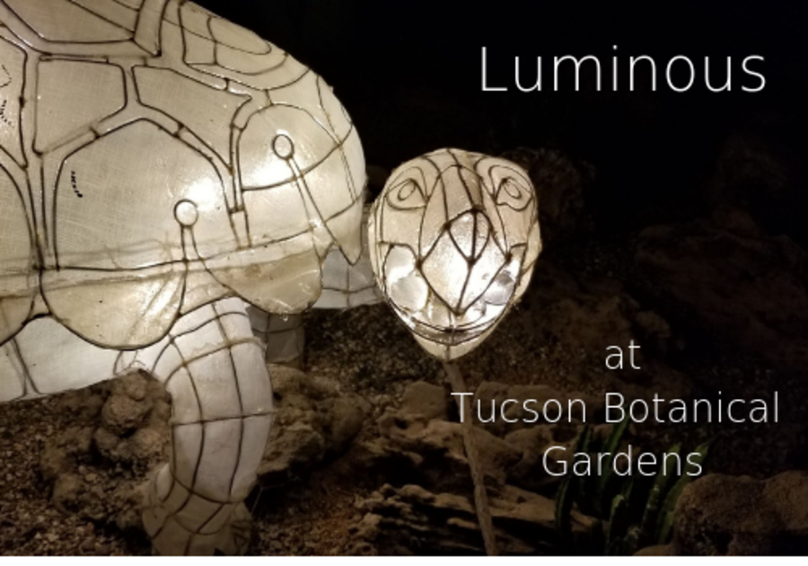 Luminous at Tucson Botanical Gardens Tortoise