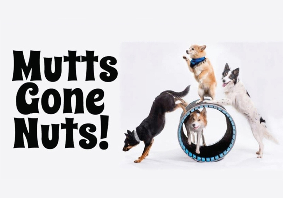 Mutts Gone Nuts at the Sunrise Theatre, January 2023