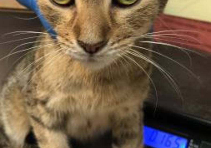 Center for Animal Health and Welfare Easton PA September 2019 adopt a kitten