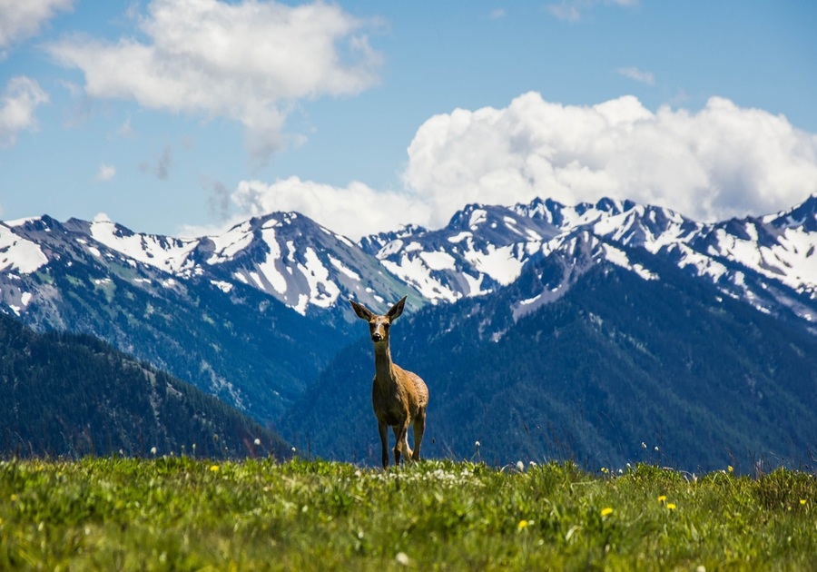 Hurrican Ridge at Olympic National Park