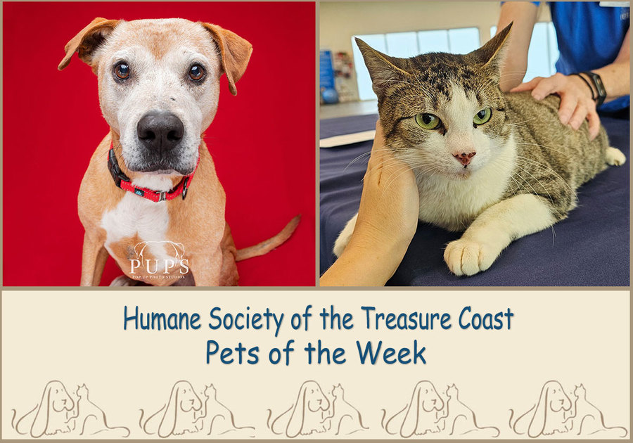 HSTC Macaroni Pets of the Week, Izzy the dog and Buttons the cat