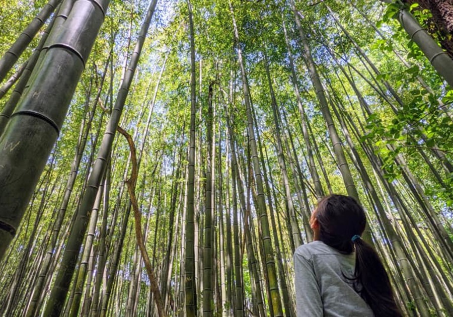 Girl looking up at bamboo