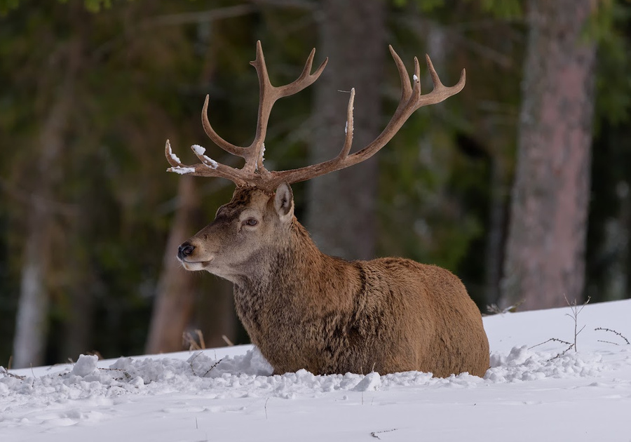 Brrr!!! How Do Wild Animals Stay Warm in Winter? | Macaroni KID Highlands  Ranch-Parker-Castle Rock-Lone Tree