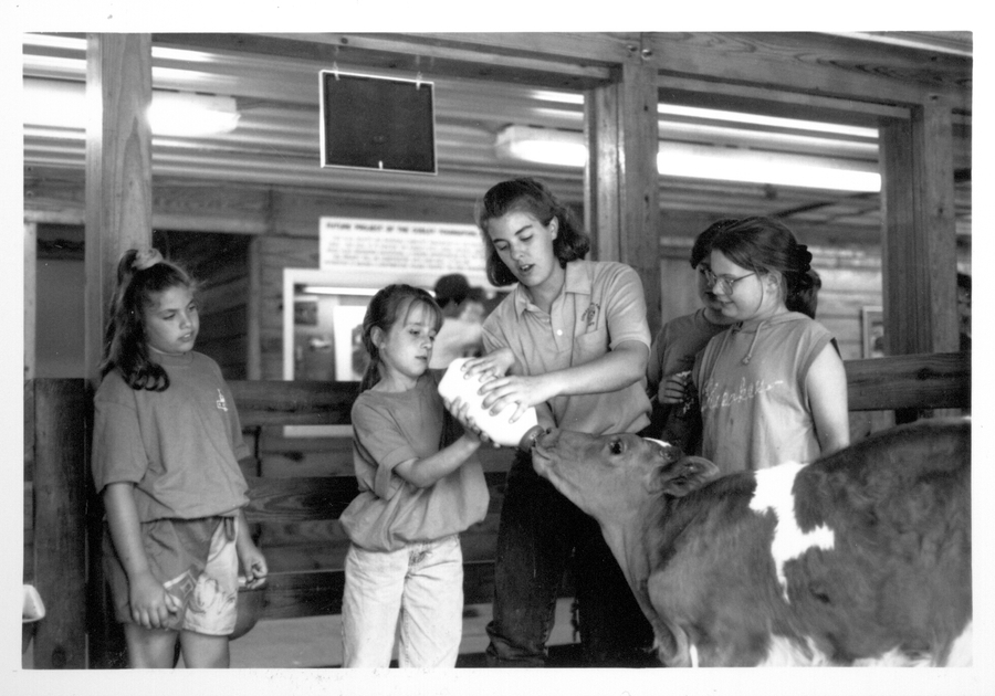 Cosley Zoo feeding cows 1988